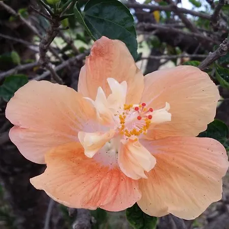 Appartamento Hibiscus