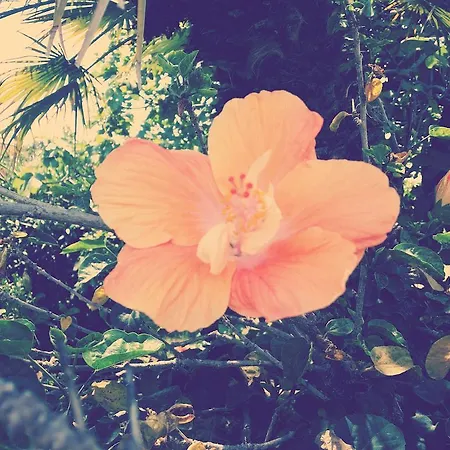 Appartamento Hibiscus *