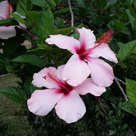 Hibiscus *